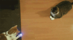 Cats laser pong